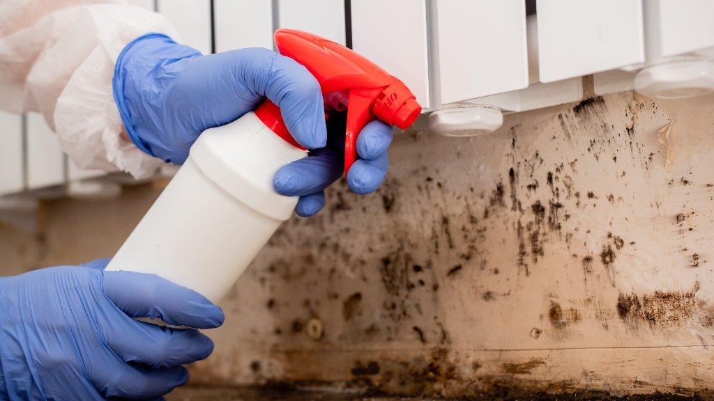 Mold Remediation Queens NY